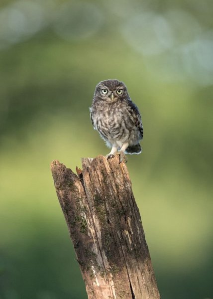 Owl with attitude